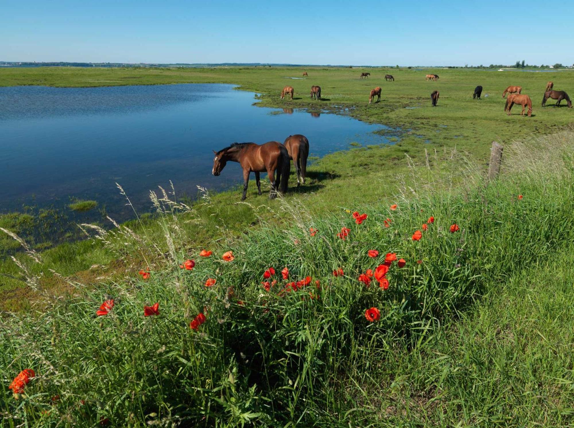 Daenische Ferienhaeuser Am Salzhaff Haus Kaept'N Nemo Insel Poel Dış mekan fotoğraf